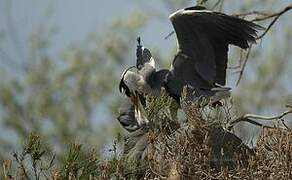 Grey Heron