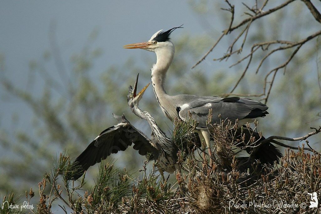 Grey Heron