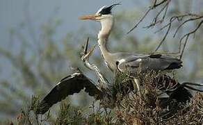 Grey Heron