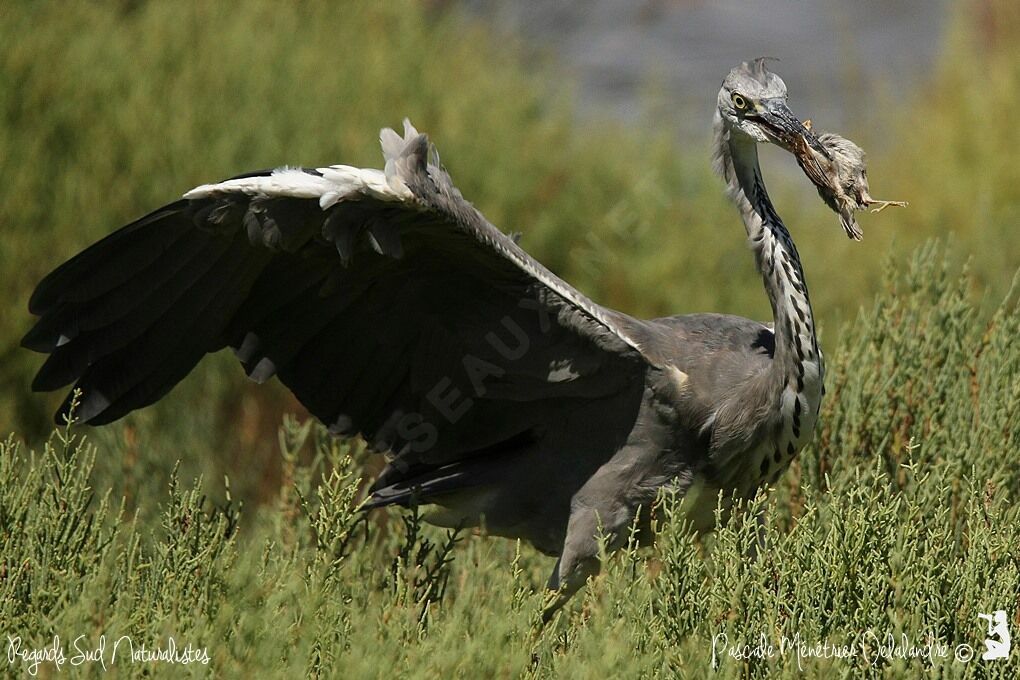 Grey Heron