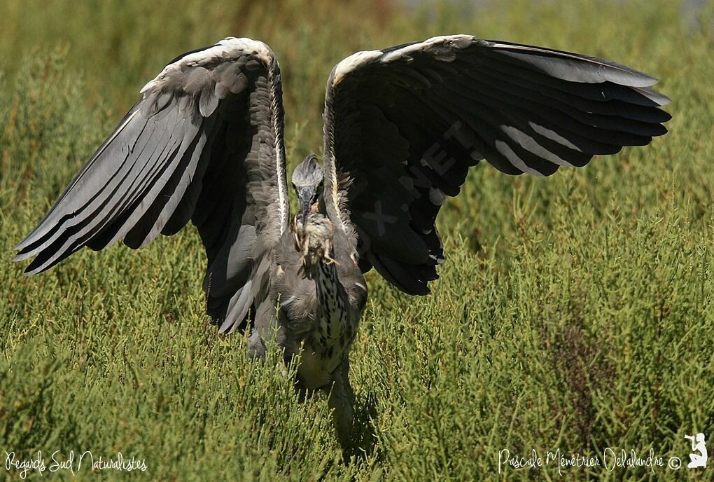 Grey Heron