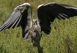 Grey Heron