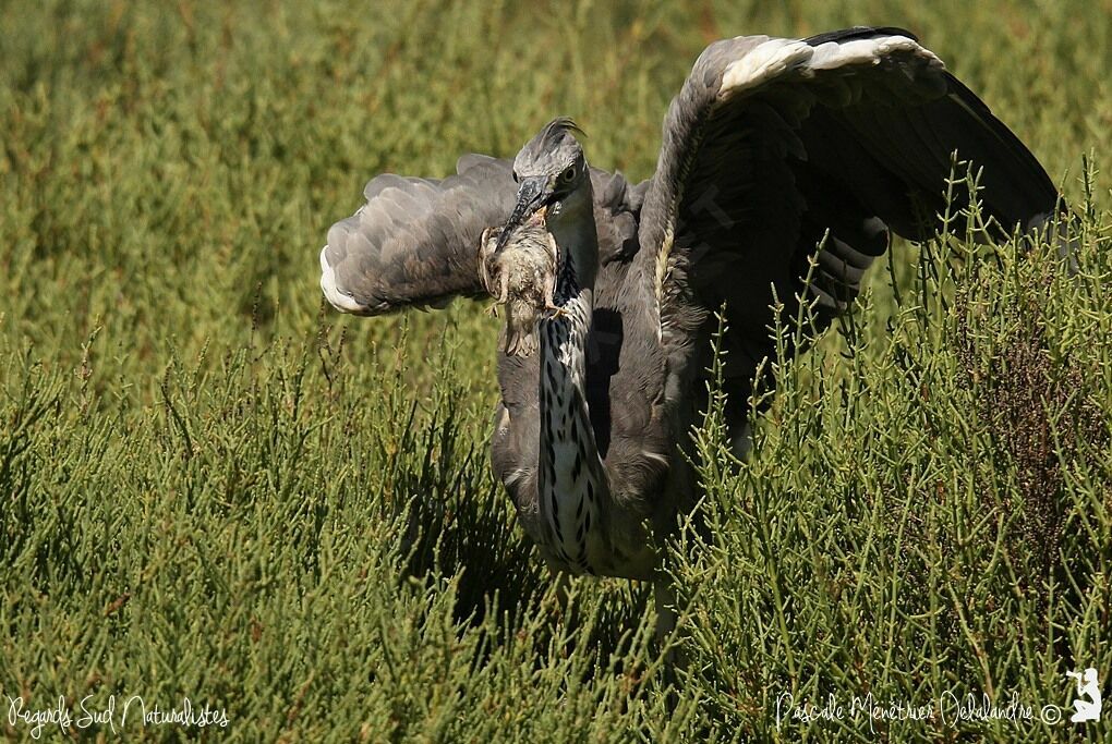 Grey Heron