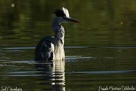 Grey Heron