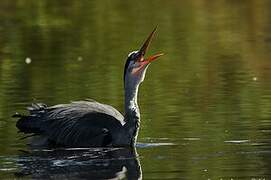 Grey Heron