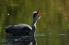 Grey Heron