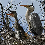 Grey Heron