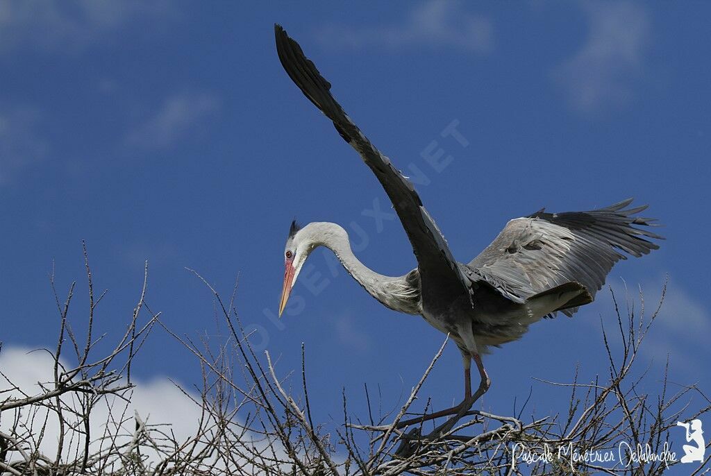 Grey Heron