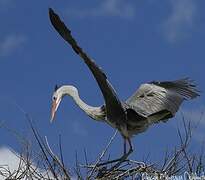 Grey Heron