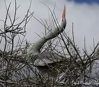 Grey Heron