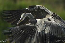 Grey Heron