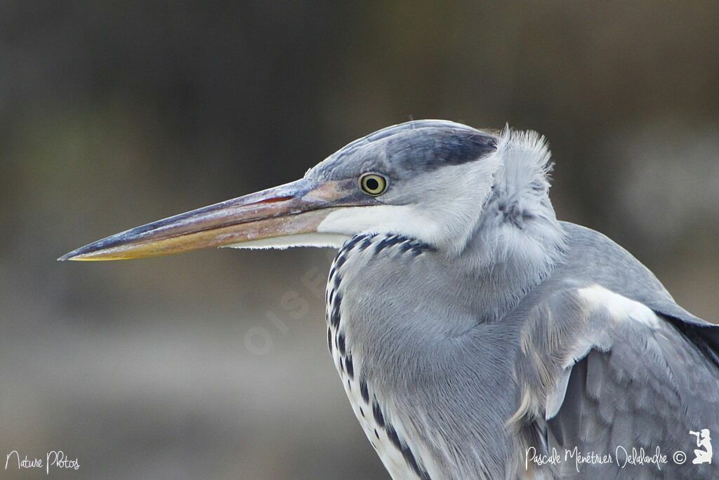 Grey Heron