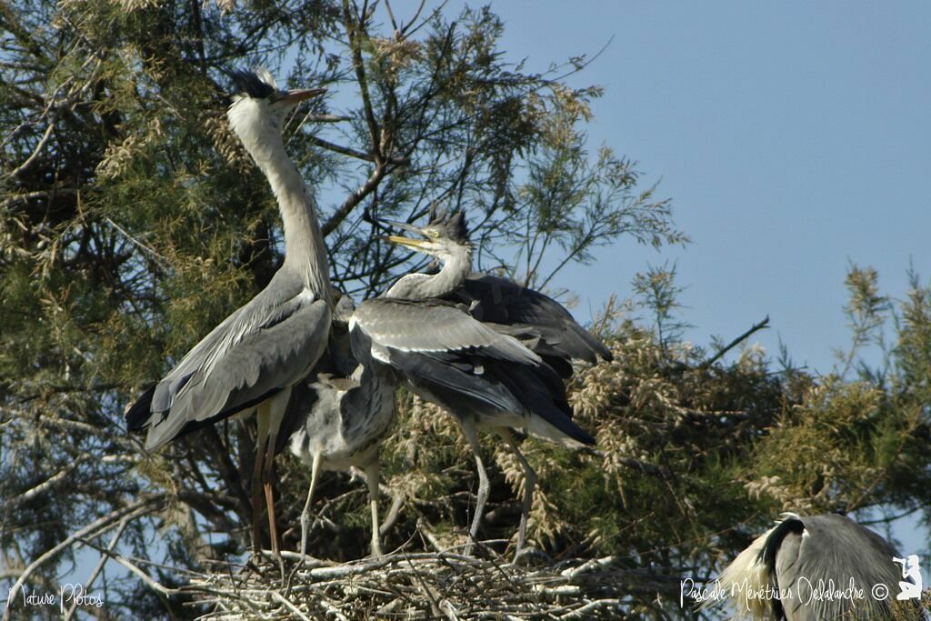 Grey Heron