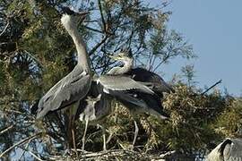 Grey Heron