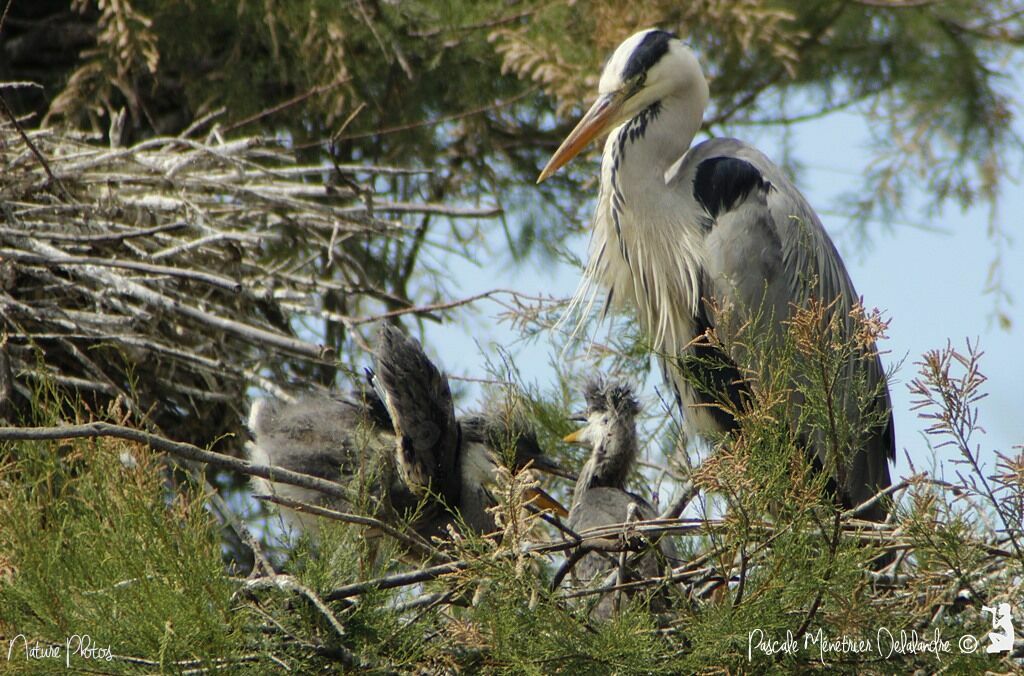 Grey Heron