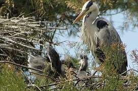 Grey Heron