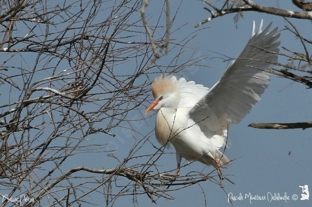 Western Cattle Egret