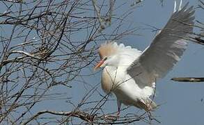 Western Cattle Egret