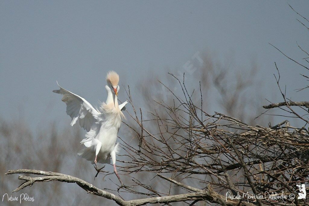 Western Cattle Egret