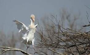 Western Cattle Egret