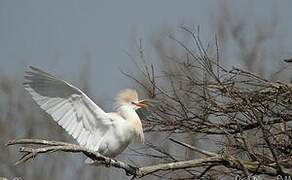 Western Cattle Egret