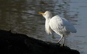 Western Cattle Egret