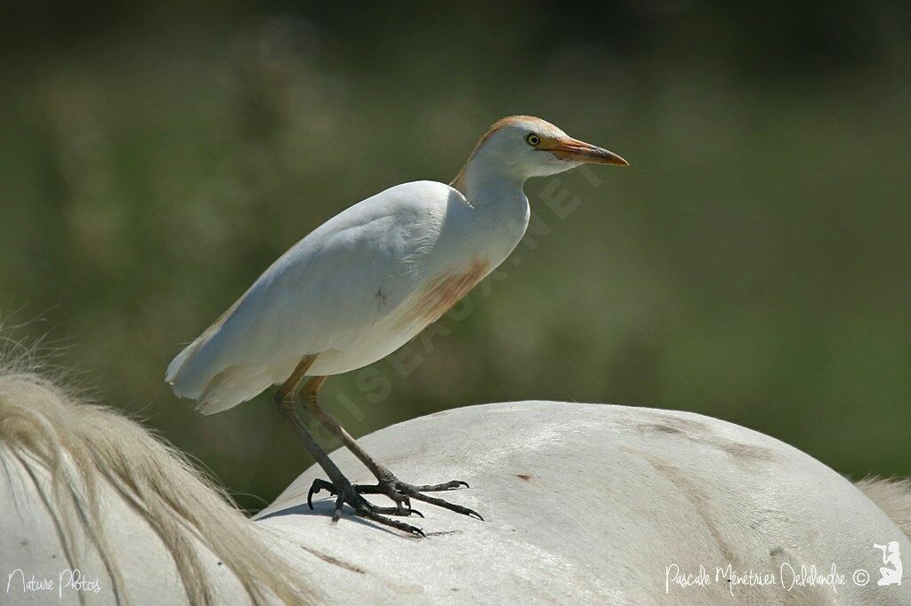 Western Cattle Egret