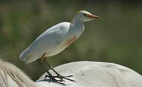 Western Cattle Egret