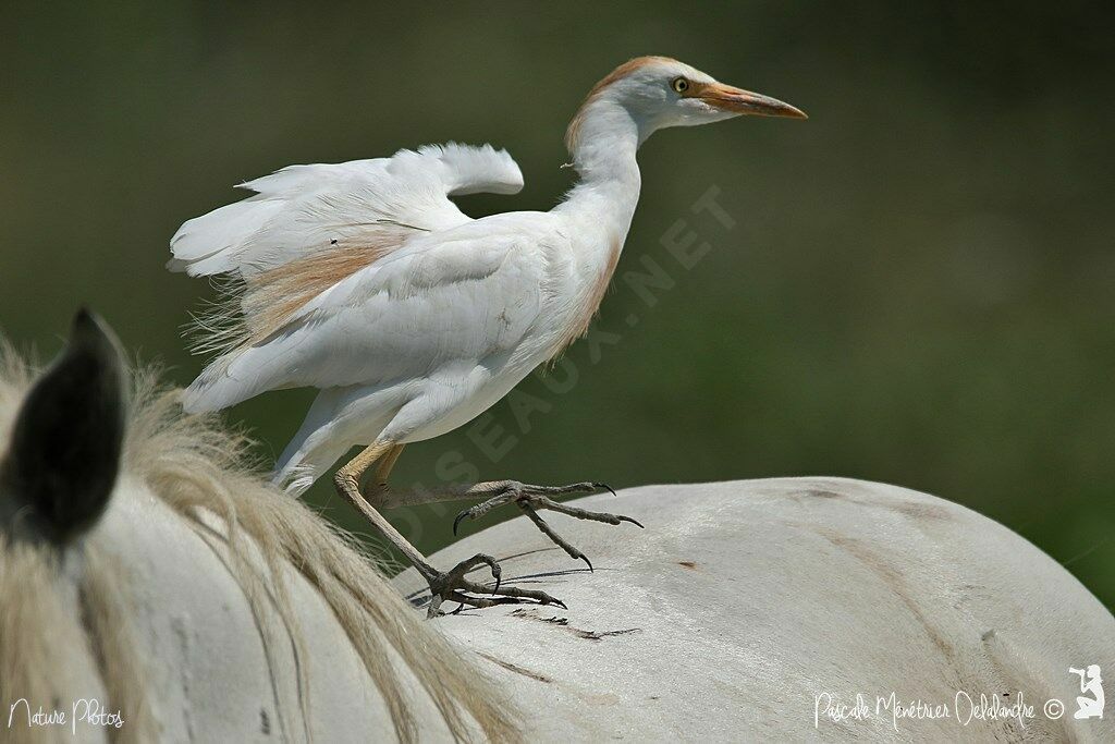 Western Cattle Egret