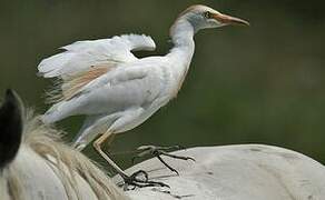 Western Cattle Egret