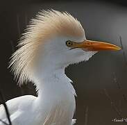 Western Cattle Egret