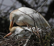 Western Cattle Egret