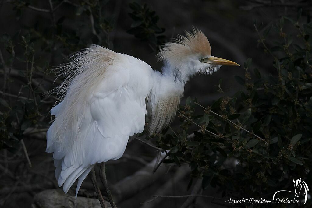 Western Cattle Egret