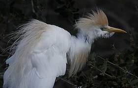 Western Cattle Egret