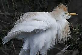 Western Cattle Egret