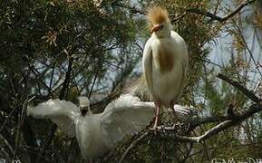 Western Cattle Egret