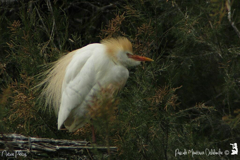 Western Cattle Egret