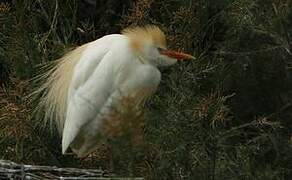 Western Cattle Egret