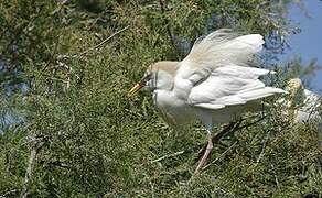 Western Cattle Egret