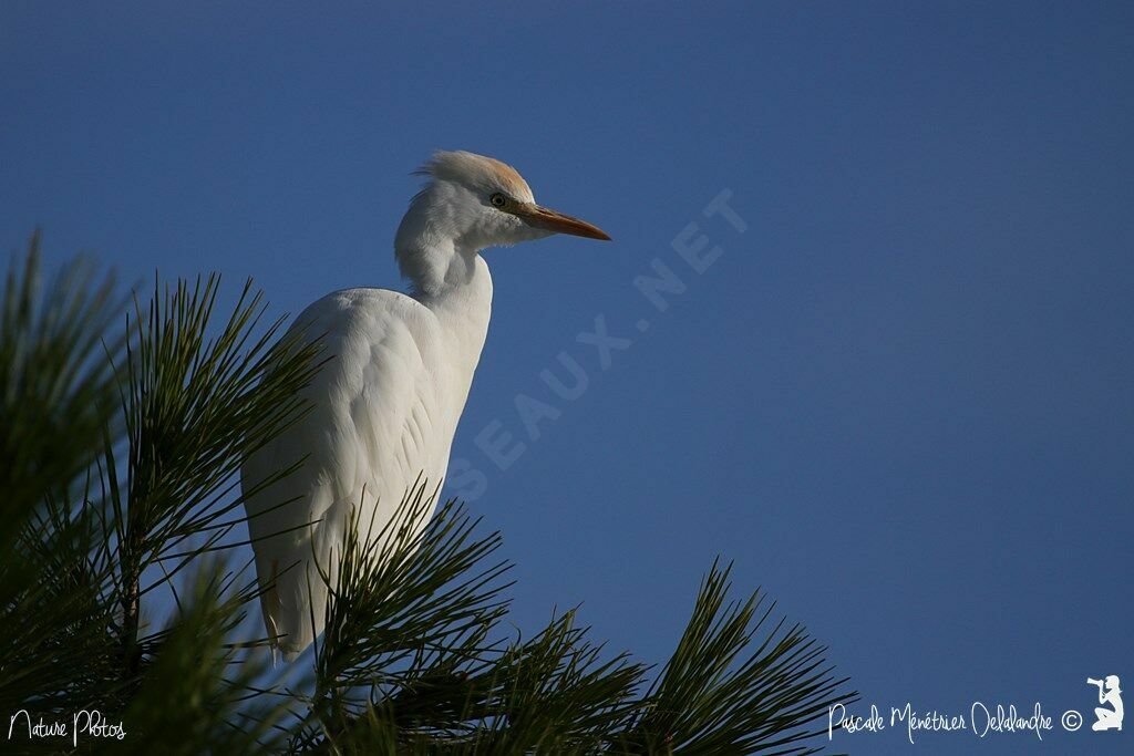 Western Cattle Egret