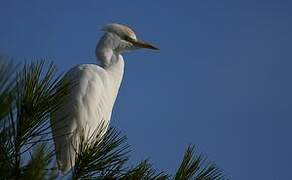 Western Cattle Egret