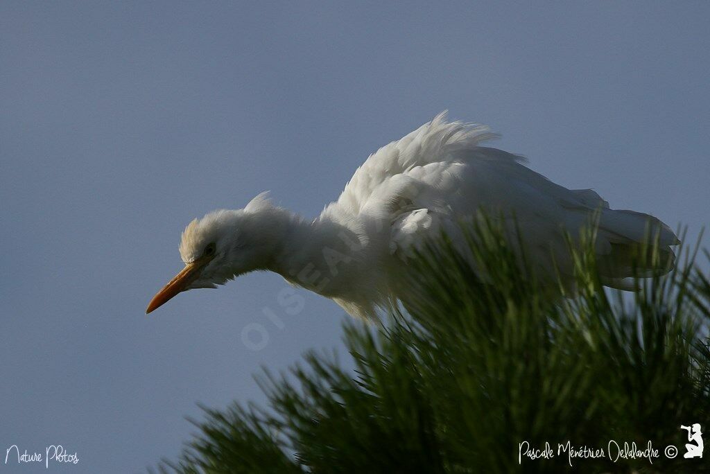 Western Cattle Egret