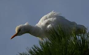 Western Cattle Egret