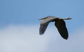 Purple Heron