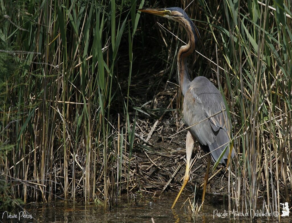 Purple Heron