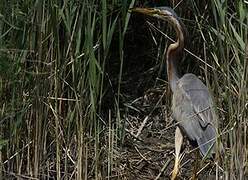 Purple Heron