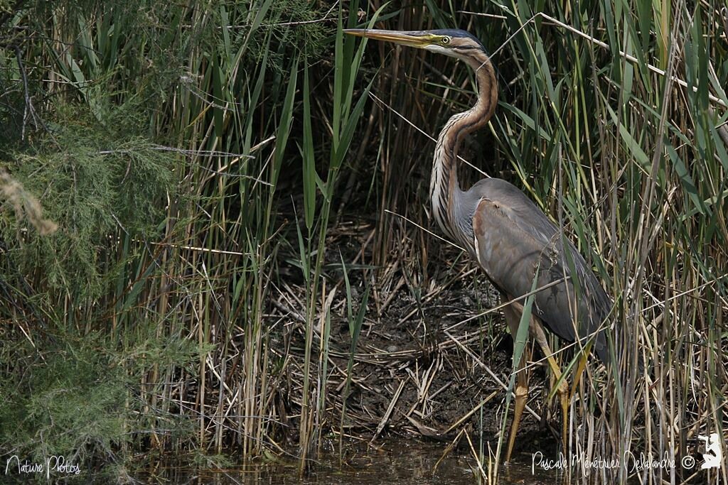 Purple Heron