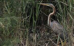 Purple Heron