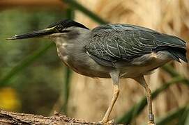 Striated Heron