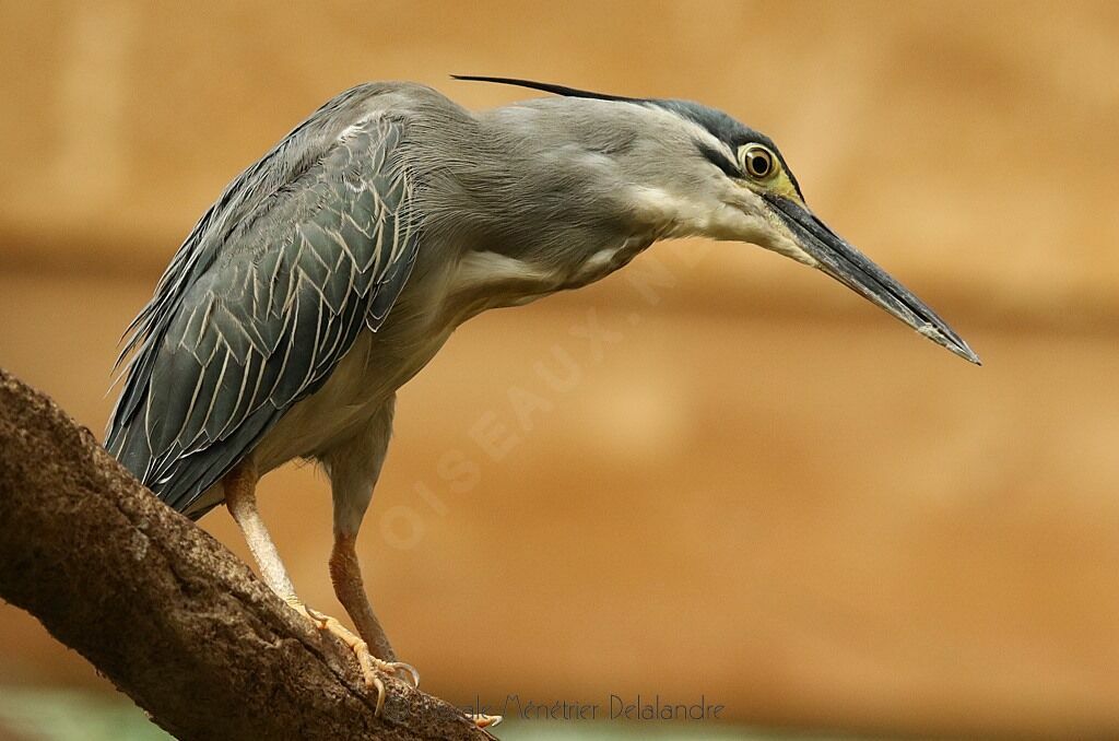 Striated Heron